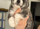 Maltipoo bebekler